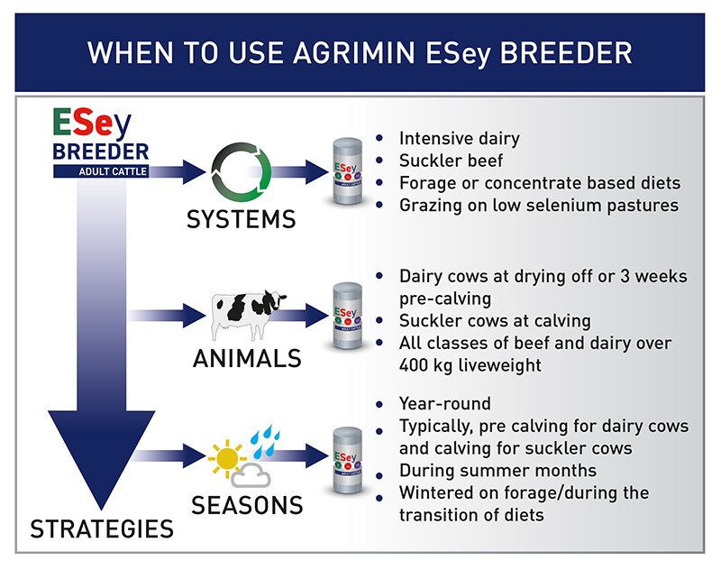 Dairy Cattle ESey BREEDER ADULT CATTLE