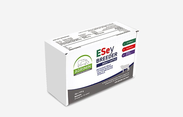 Dairy Cattle ESey BREEDER ADULT CATTLE